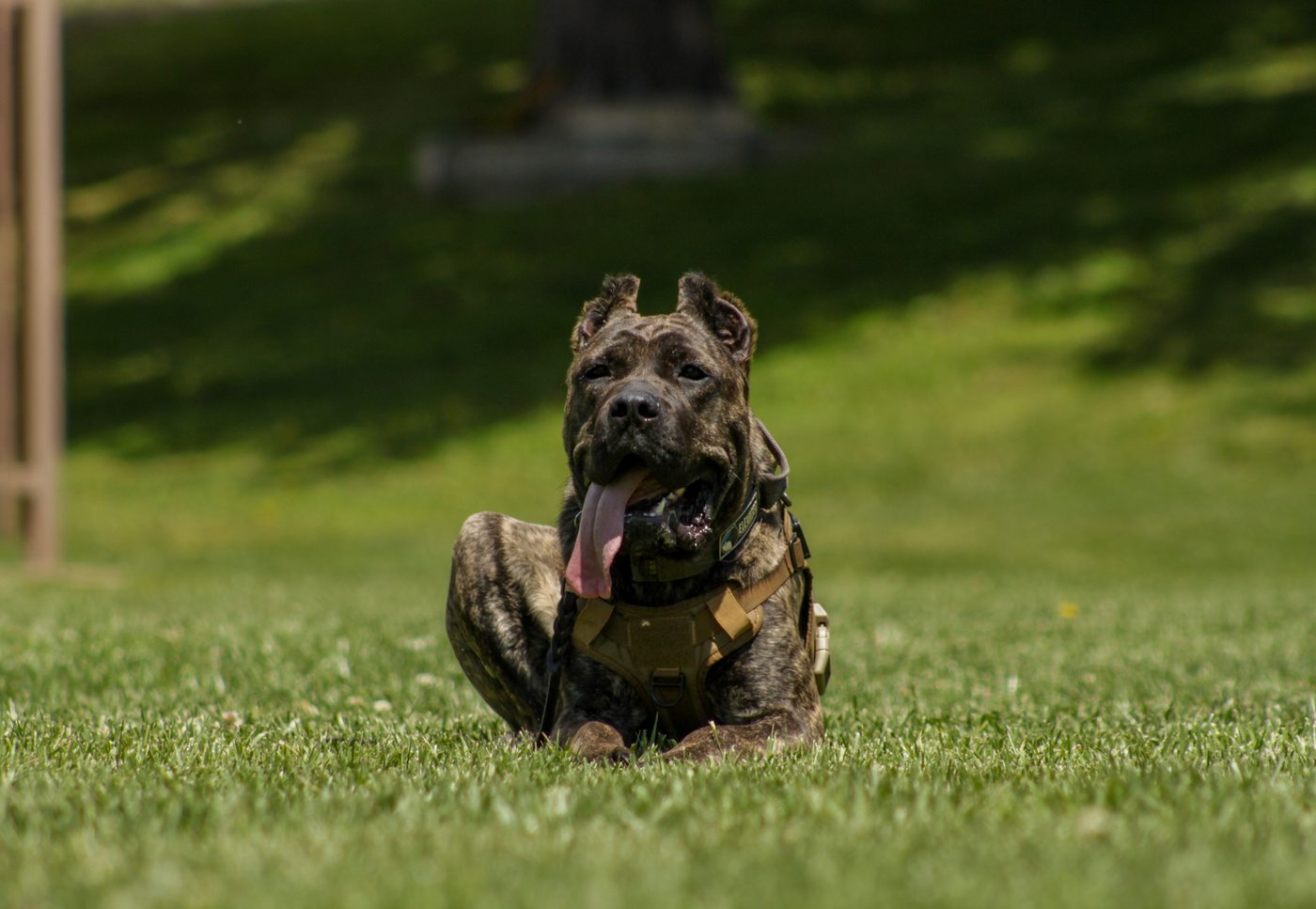 Brindle DiCalabrese Cane Corso in a tactical harness lying happily on a green lawn