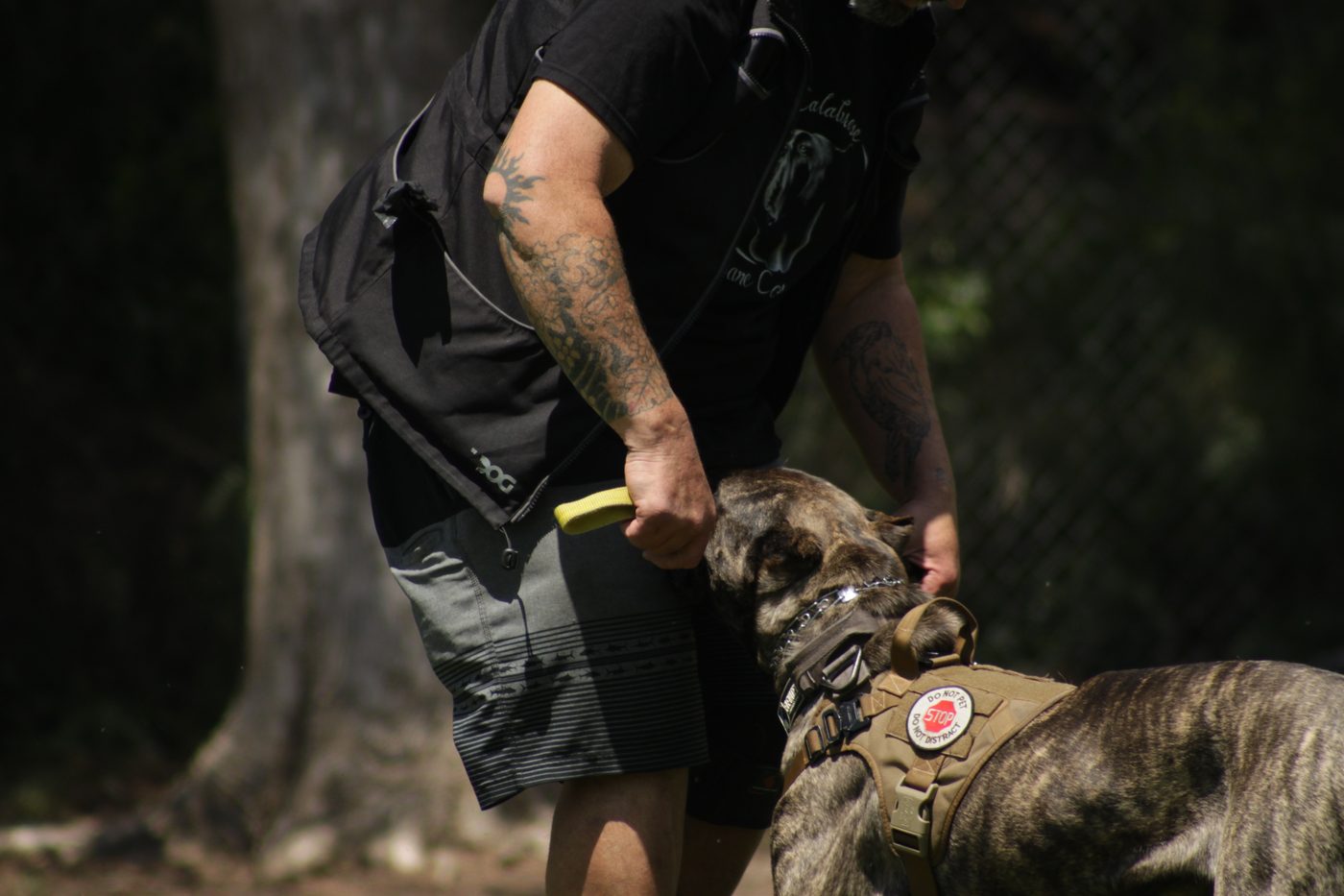 DiCalabrese Cane Corso outdoor kennel and training life in Southern California