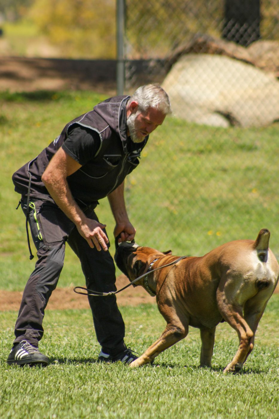 Trainer working with a fawn DiCalabrese Cane Corso on a grassy training field