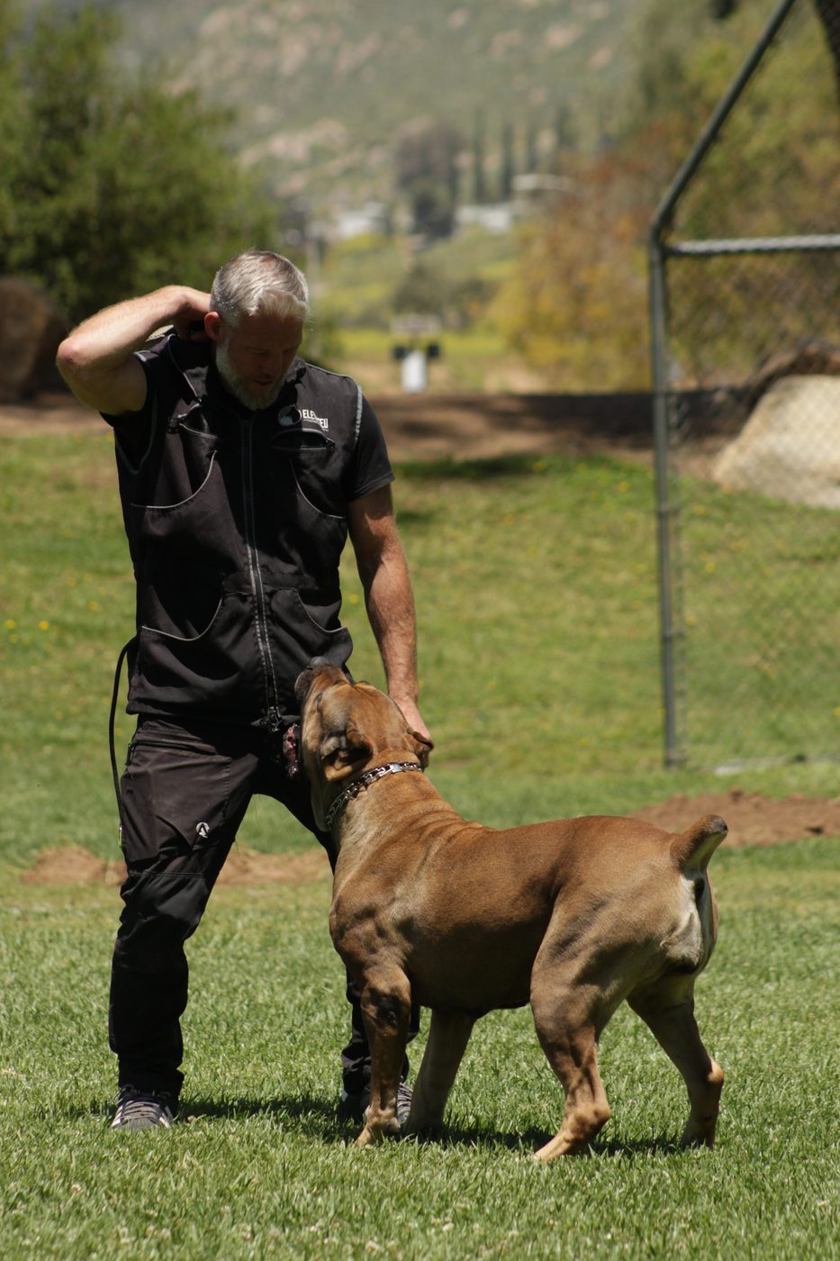 DiCalabrese Cane Corso building drive and focus with a handler outdoors