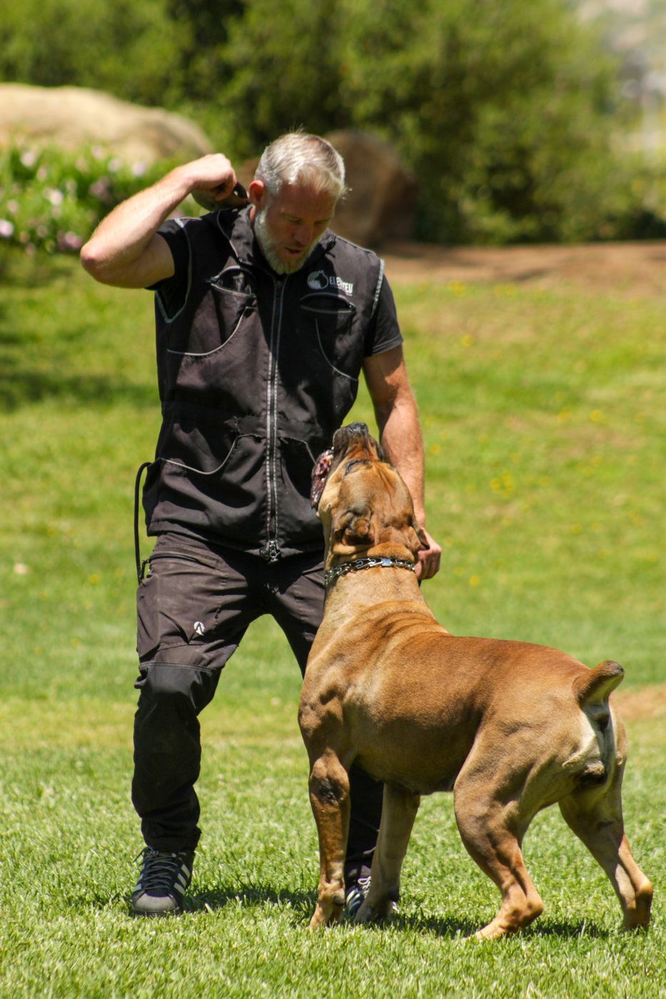 Professional trainer interacting with a fawn DiCalabrese Cane Corso on a grassy field