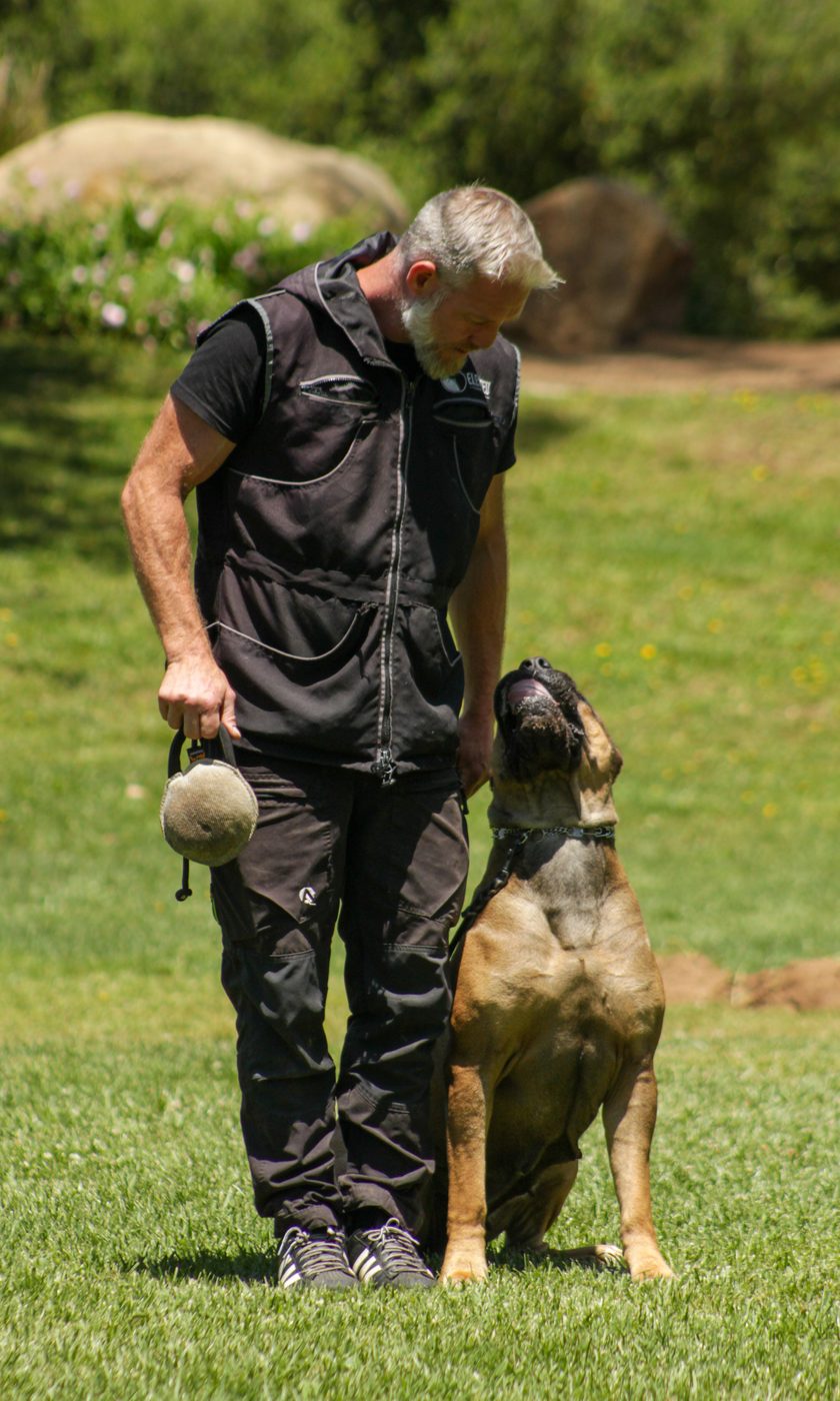 Fawn DiCalabrese Cane Corso sitting attentively beside a trainer with a training toy outdoors