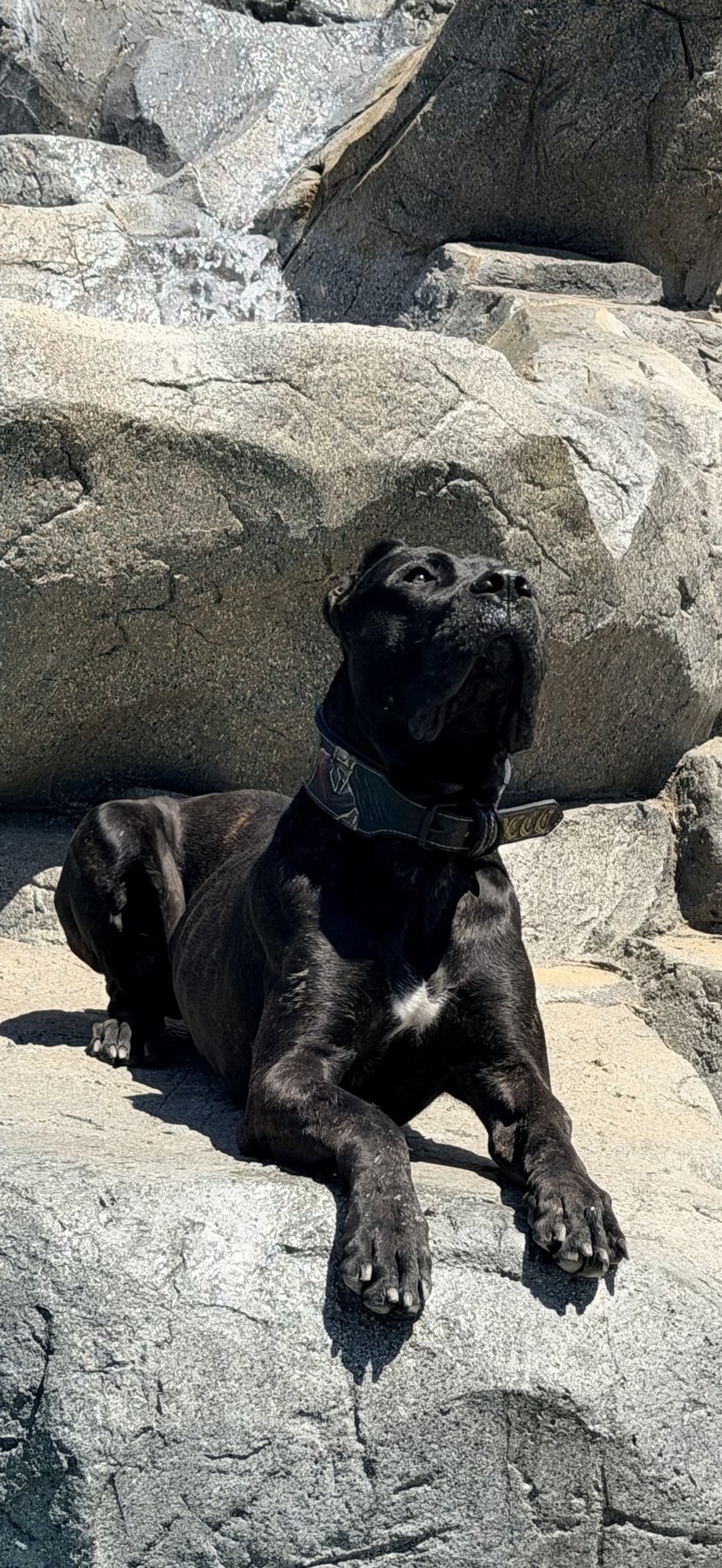 Björn, black DiCalabrese Cane Corso reclining on boulders outdoors in Southern California