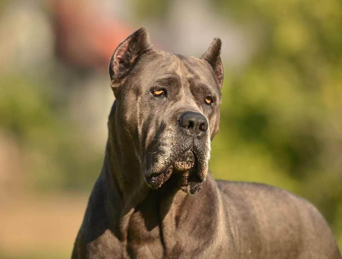 Mia, blue Cane Corso