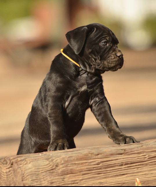 Blue Cane Corso