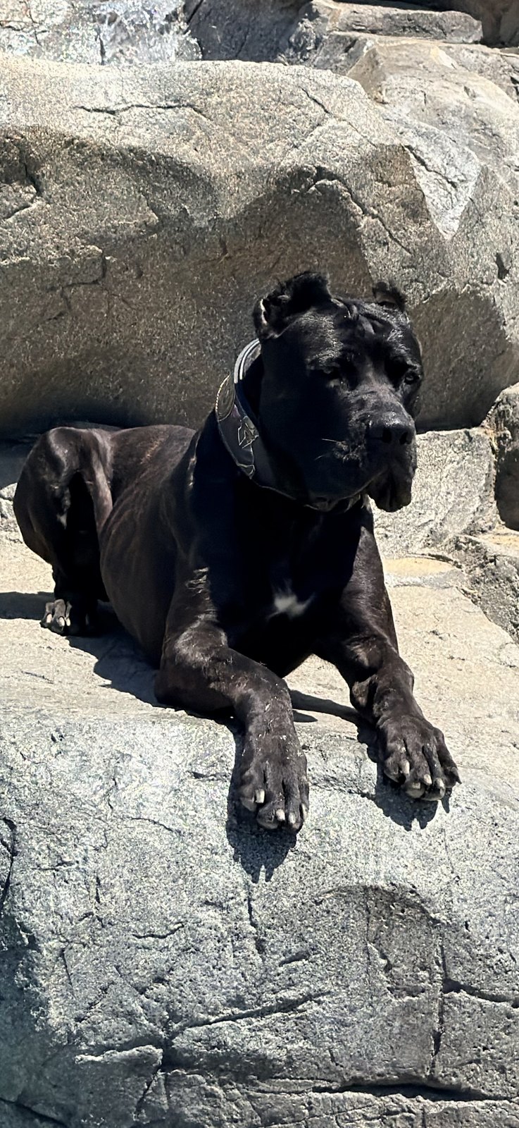 Björn, a black male Cane Corso at DiCalabrese, lying on large grey rocks in the sun