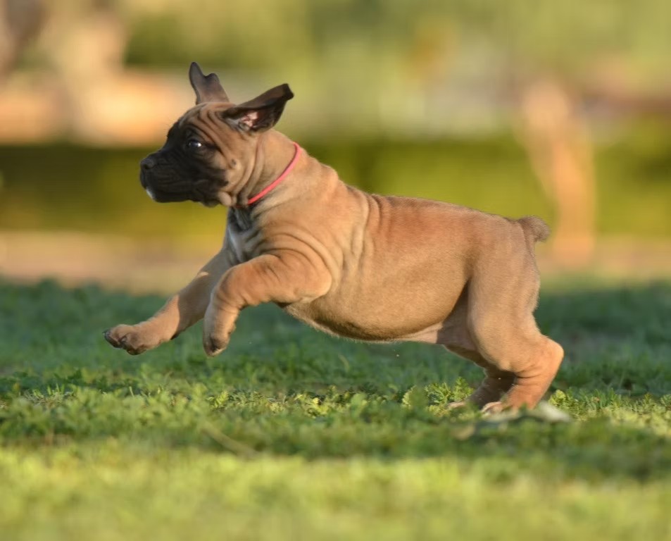 Cane Corso puppy running outdoors