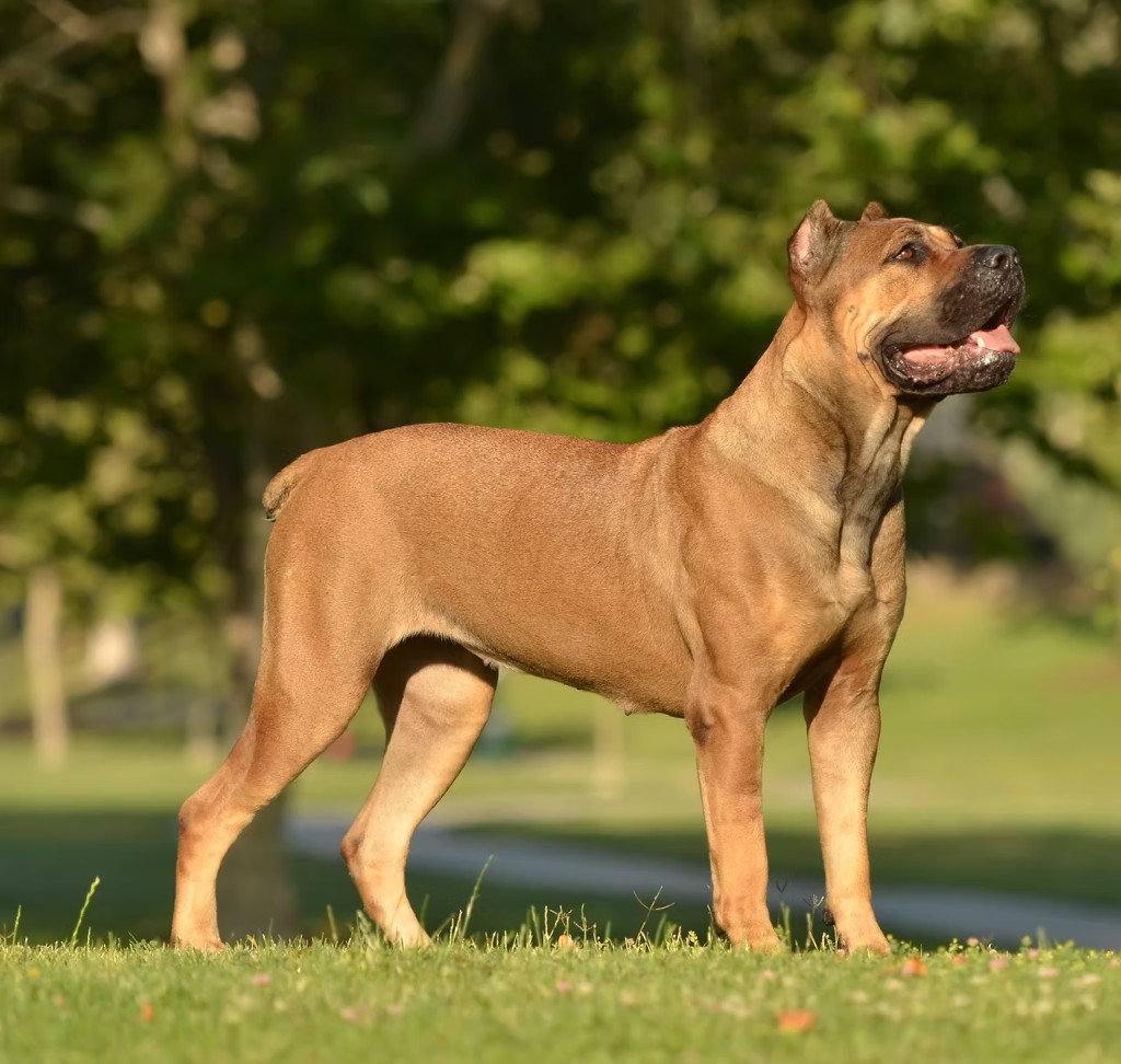 Fawn Cane Corso standing in a park