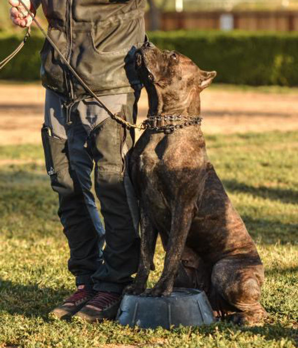 Christopher M Calabrese with a Cane Corso puppy on his shoulders