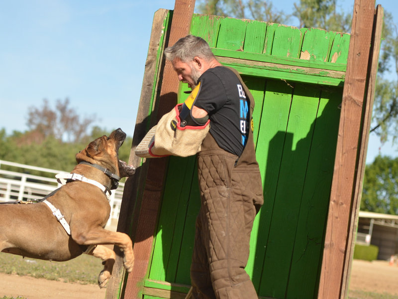 Christopher M Calabrese training a Cane Corso in protection work