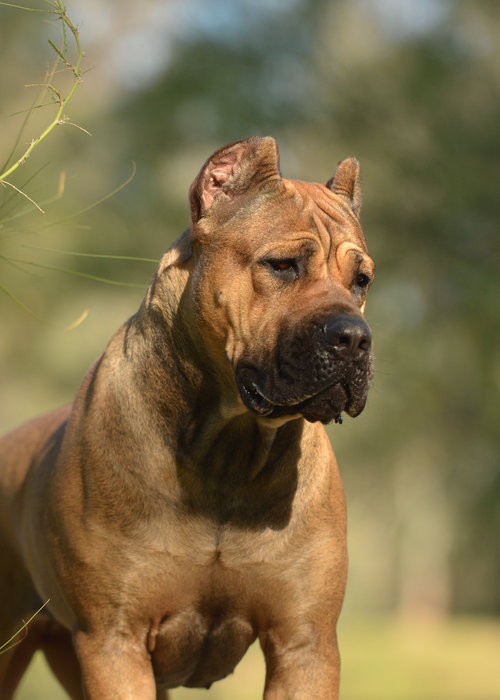 Cane Corso portrait
