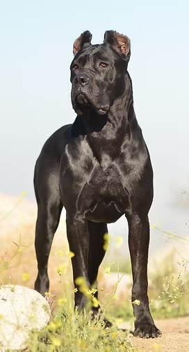Black Cane Corso portrait outdoors
