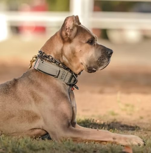 Fawn Cane Corso profile in the field