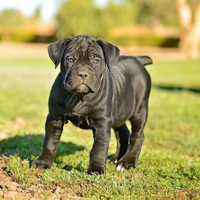 Black Cane Corso puppy standing on grass