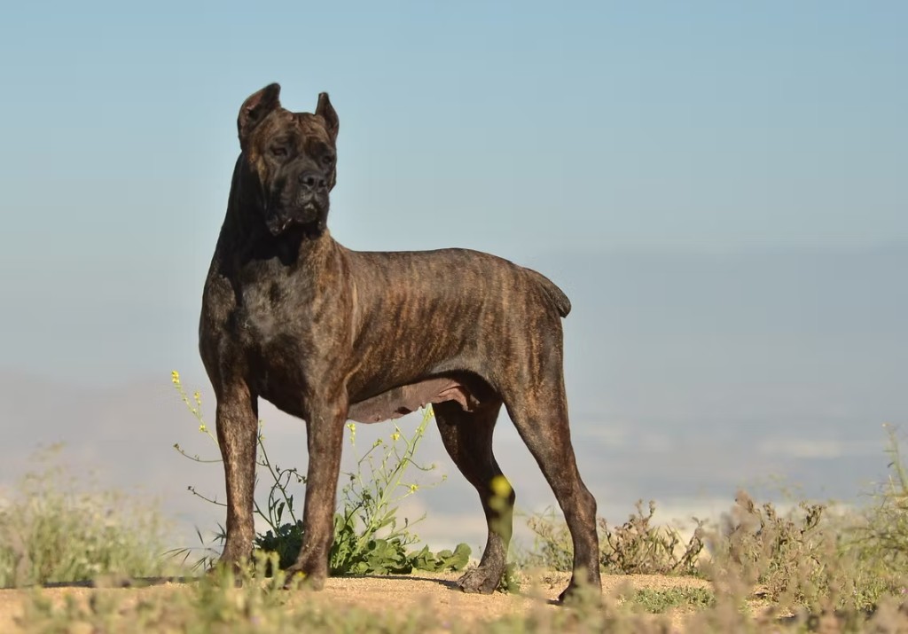 GCH CH DiCalabrese So Pretty Indeed, Leona standing in the field