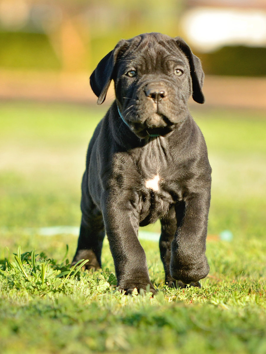 Brindle Cane Corso puppy